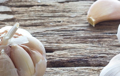 Чесън (Allium sativum) Чесън (Allium sativum)